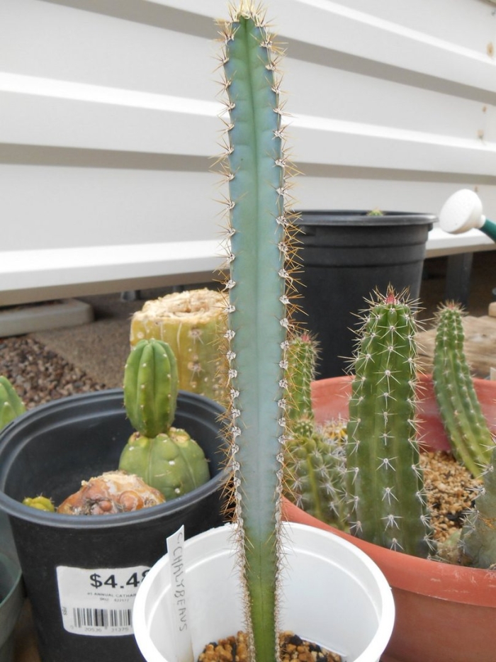 Цереус монстрозный