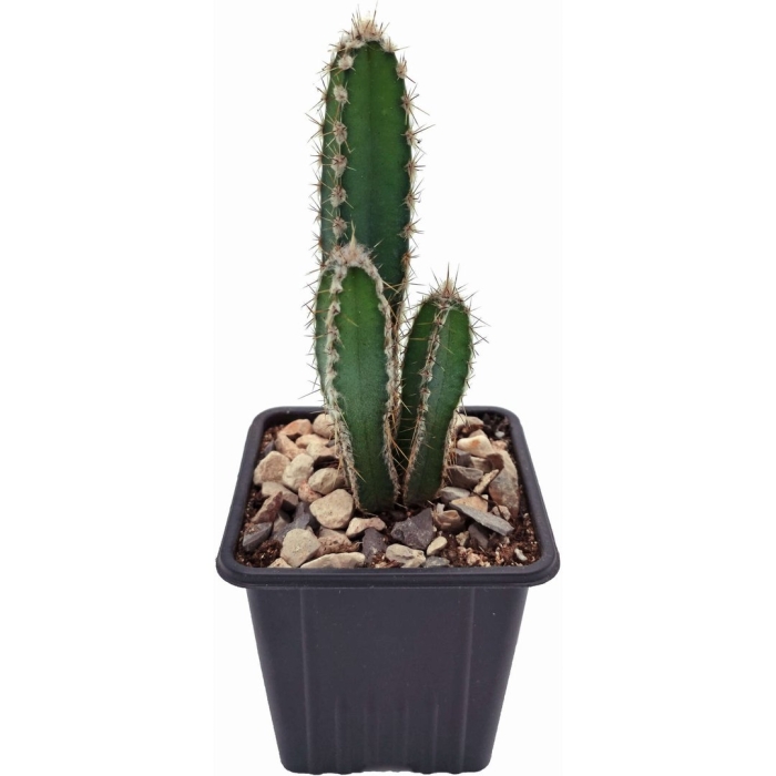 Цереус форбеси