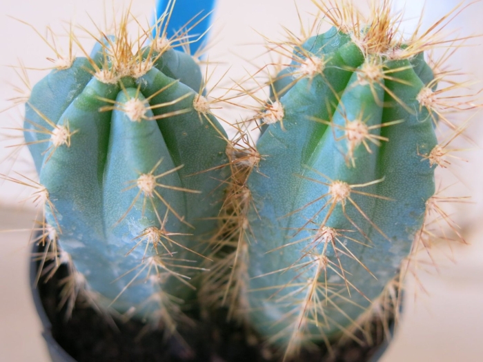 Цереус кактус