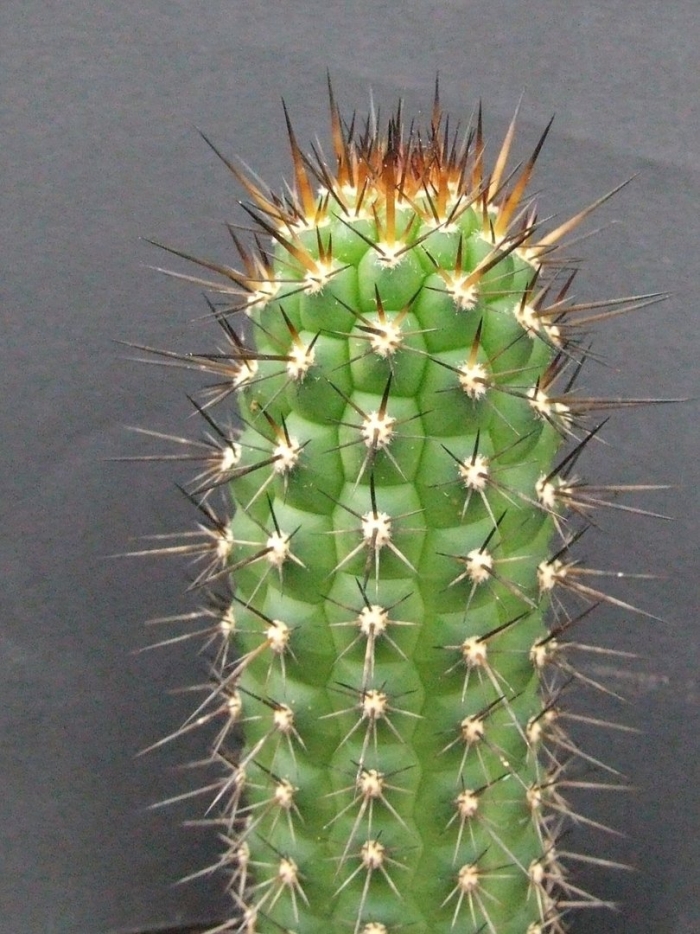 Кактус цереус трихоцереус