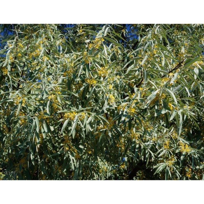 Лох серебристый узколистный