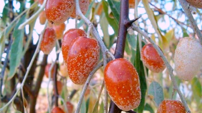 Пшат армянская ягода