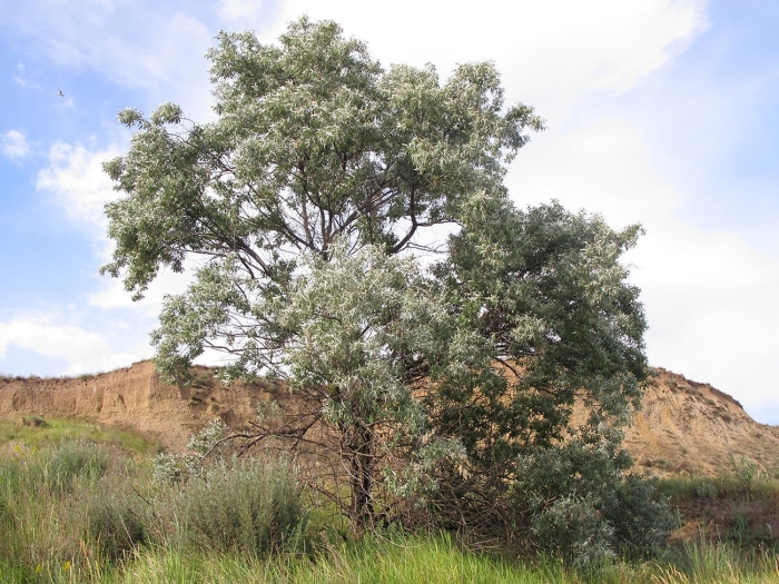 Лох серебристый узколистный