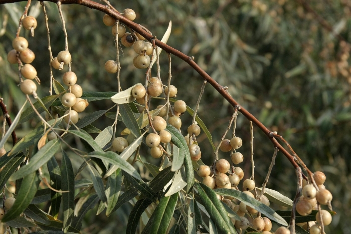 Лох узколистный дикая маслина