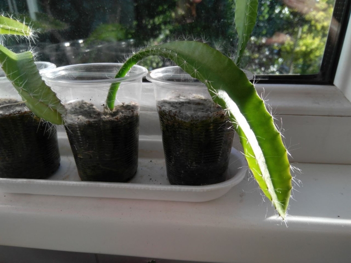 Хилоцереус ундатус