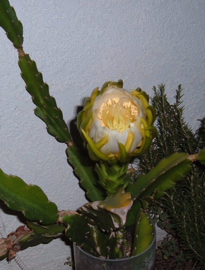 Эпифиллум гилоцереус