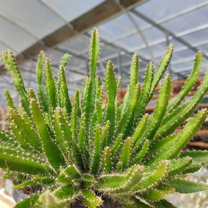 Хилоцереус ампельный кактус