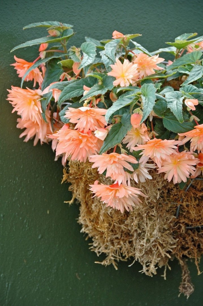 Бегония беллекония софт оранж