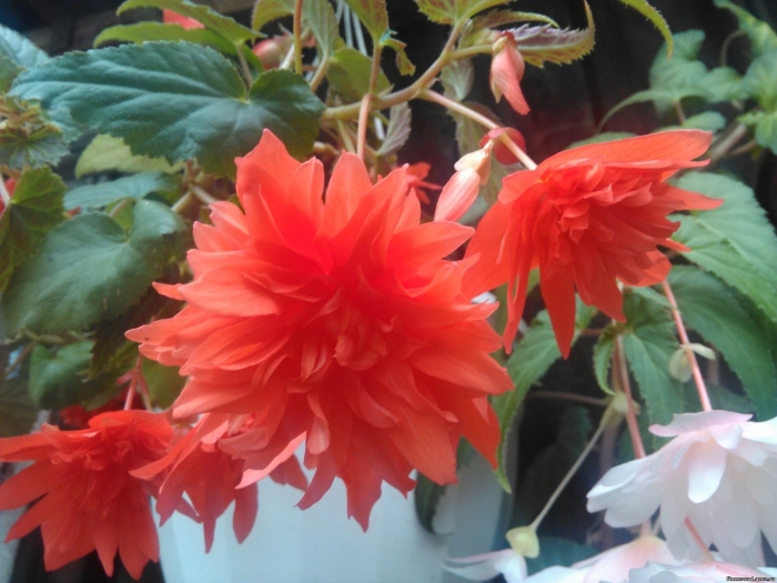 Бегония ампельная беллекония