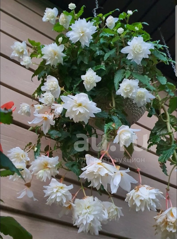 Бегония беллекония вайт