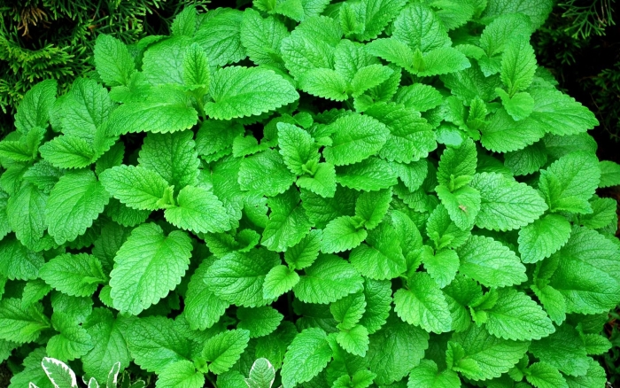 Мелисса мята лимонная
