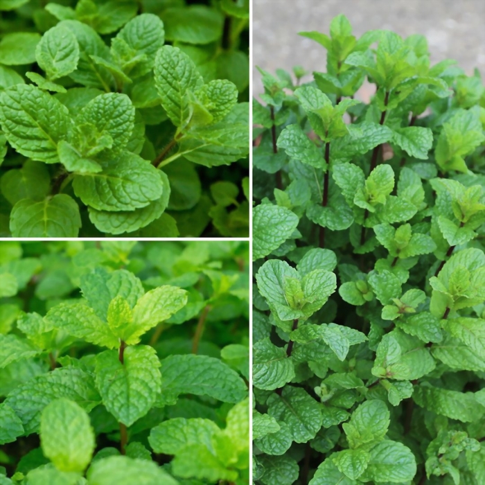 Мята круглолистная