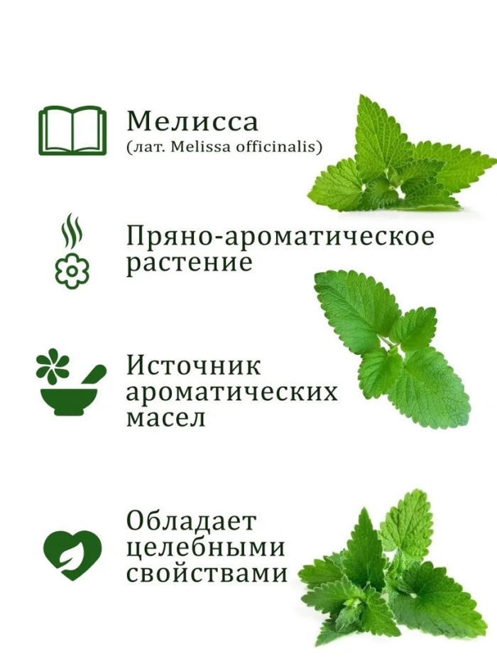 Мелисса мята