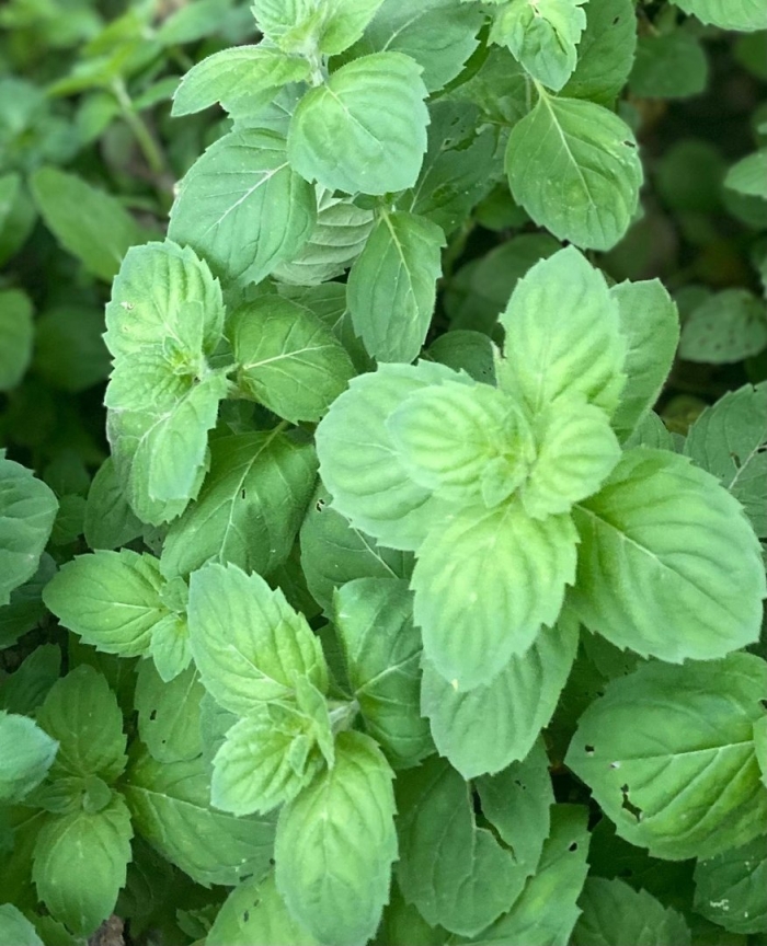 Мята душистая