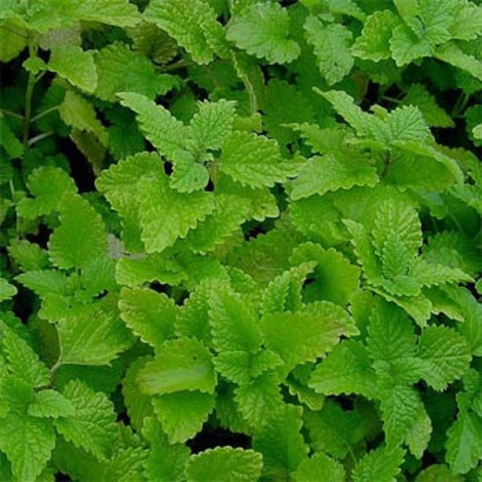 Мелисса мята лимонная