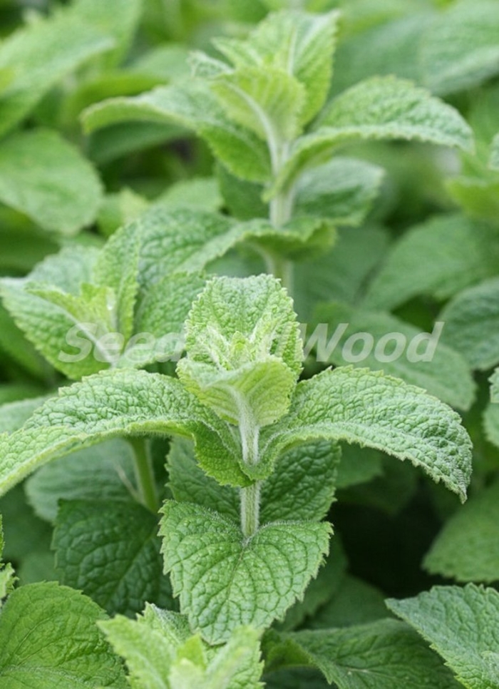 Мята душистая круглолистная