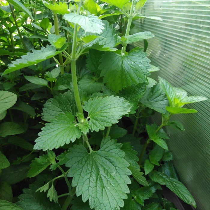 Мелисса лекарственная