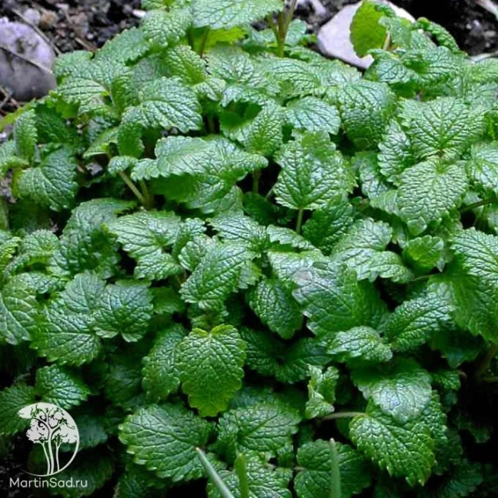 Мелисса лимонная