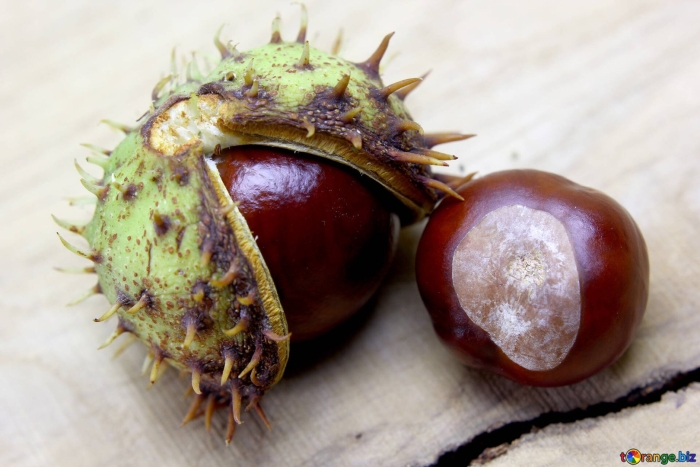 Конский каштан колючки