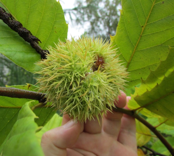 Каштан съедобный