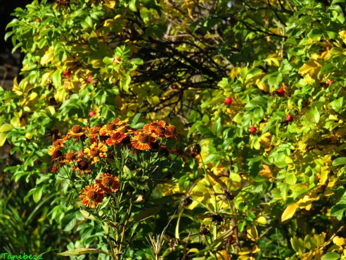 Гелениум многолетний куст