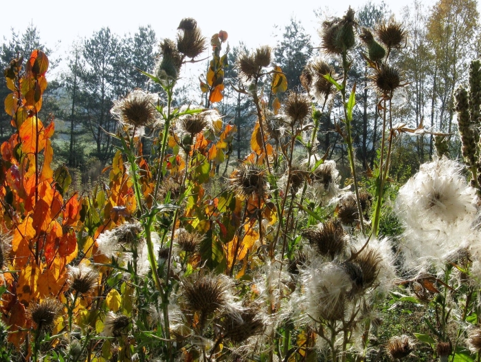 Цветок осенний