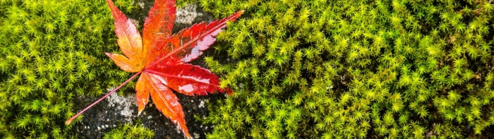 Клен японский красный