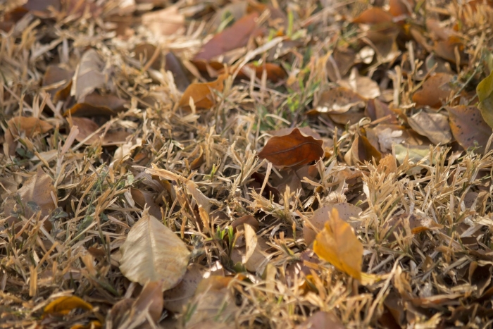 Трава осенняя