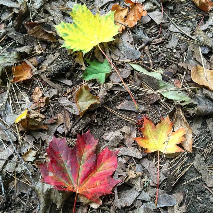 Сухая осень