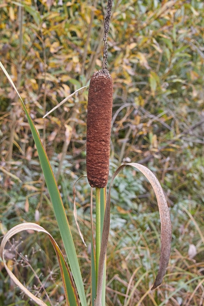 Рогоз широколистный