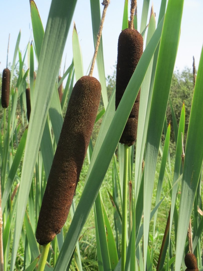 Рогоз широколистный (typha latifolia)