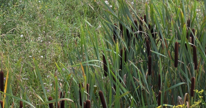 Рогоз typha