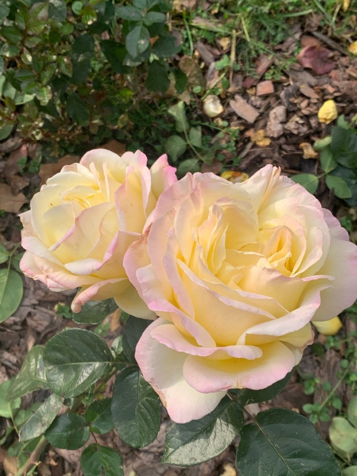 Роза чайно гибридная глория дей