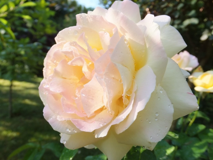 Роза чайно-гибридная глория дэй