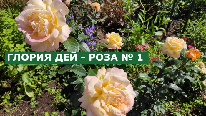 Роза глория дей