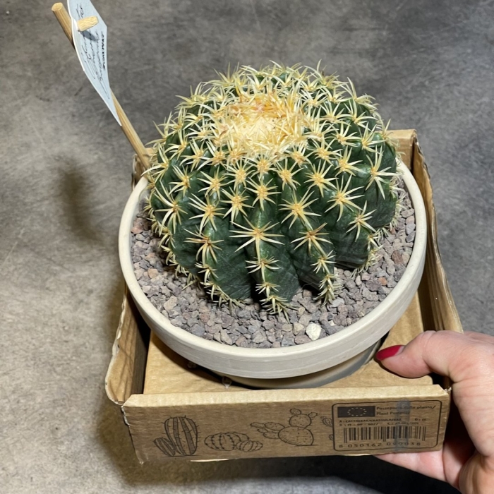 Эхинокактус грузони полив