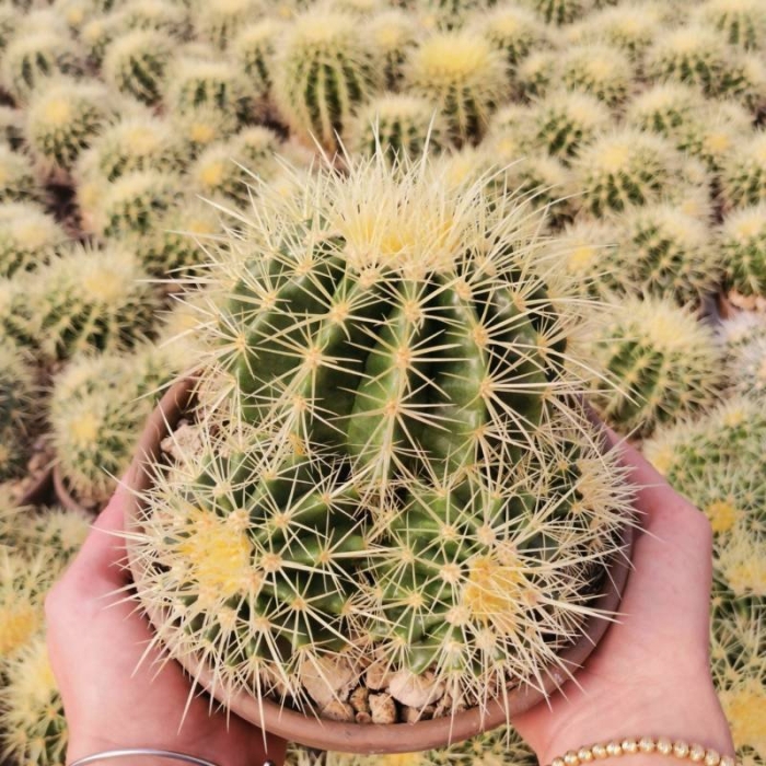 Кактус эхинокактус грузони