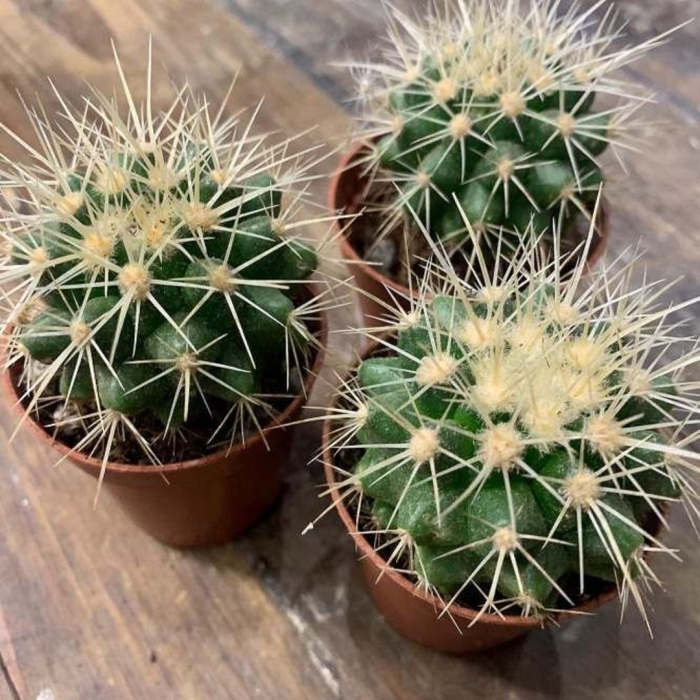 Маммиллярия эхинокактус грузони