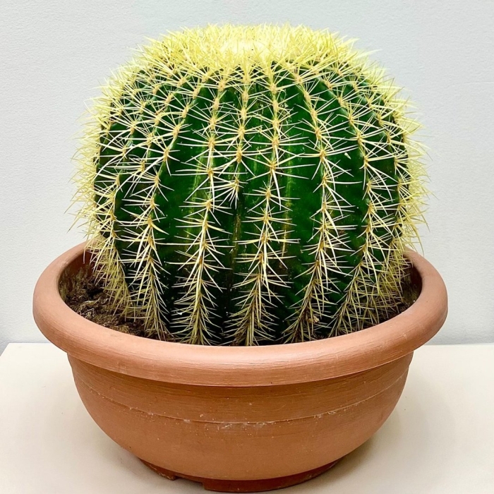 Кактус эхинокактус грузони