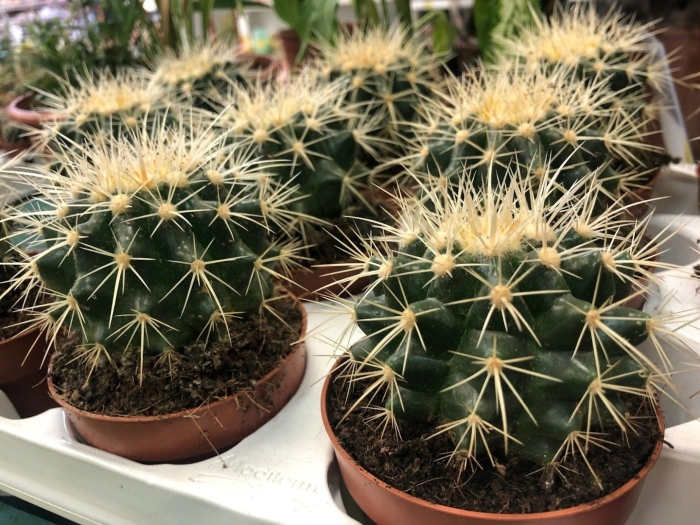 Эхинокактус грузони уход в домашних условиях