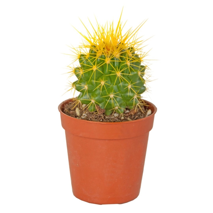 Эхинокактус грузони желтый