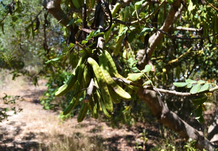 Ceratonia siliqua