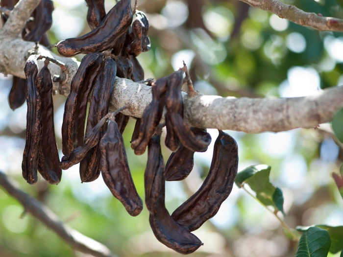 Цератония рожковое дерево