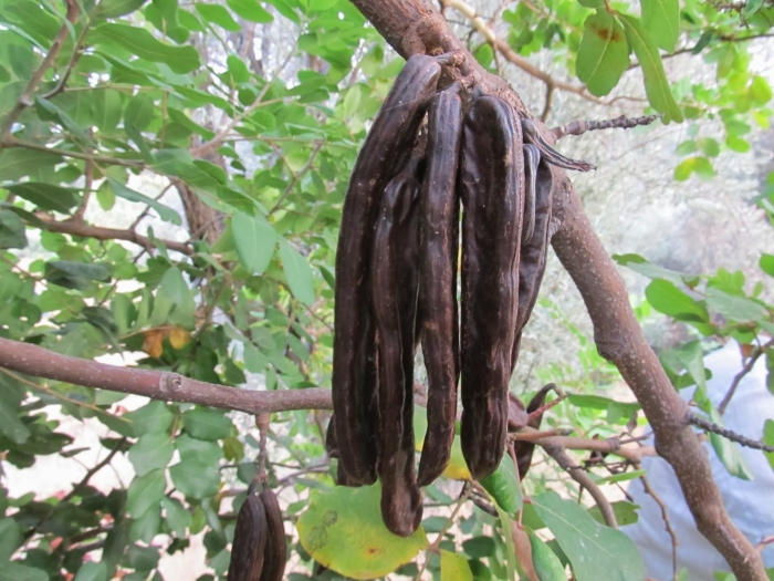 Кэроб рожковое дерево