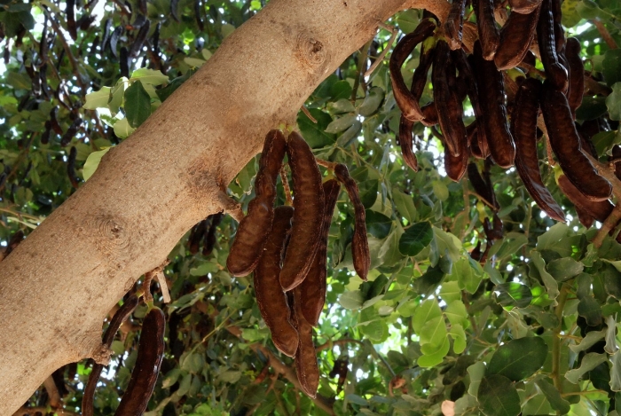 Цератония стручковая рожковое дерево
