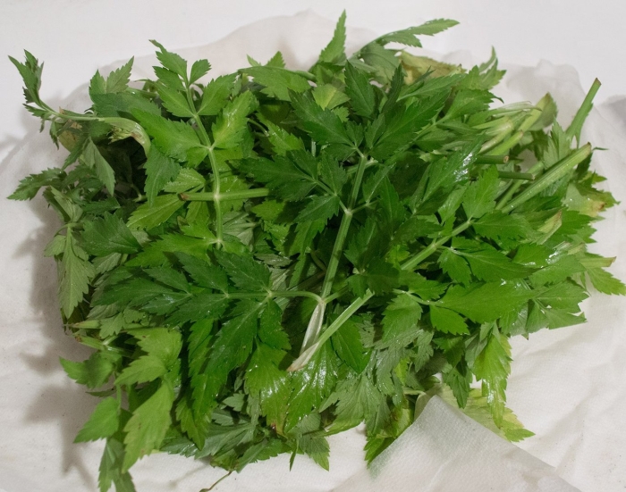 Петрушка листовая риалто