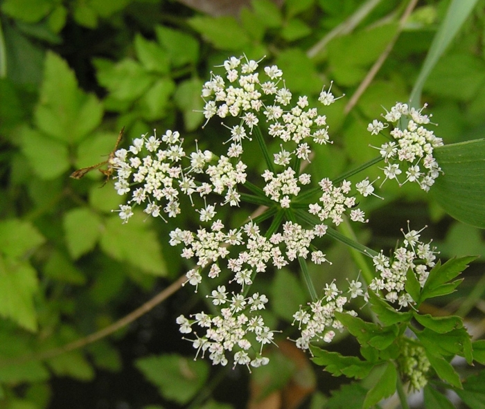Омежник лежачий