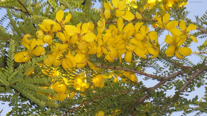 Кассия остролистная