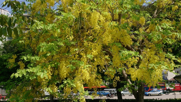 Cassia fistula