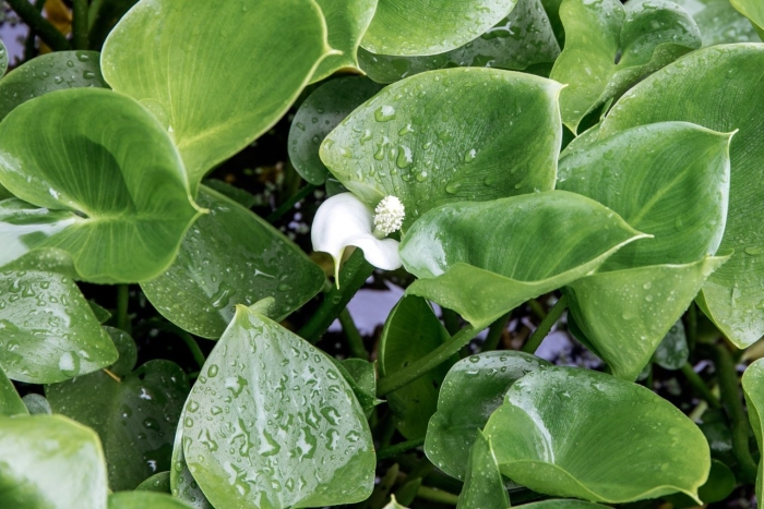 Белокрыльник боло́тный